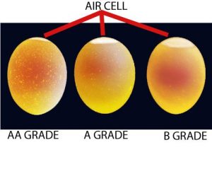 Egg Grading 300x239 - کیفیت تخم مرغ ومعیارهای ارزیابی آن