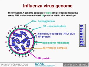 avian influenza virus and transmission 3 638 300x225 - آنفلوآنزای طیور