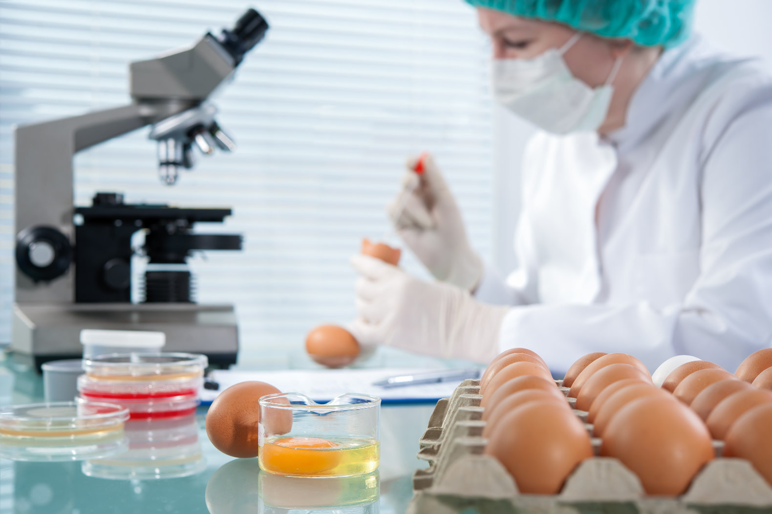 chicken eggs in lab - صفحه اصلی